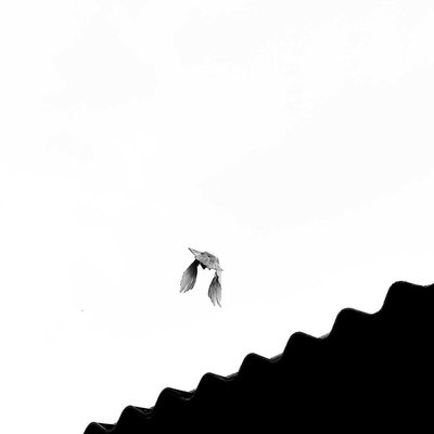 Fly high 