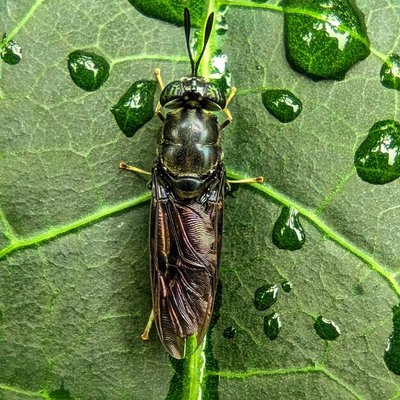 Lalat Tentara Hitam (Hermetia Illucens) 
