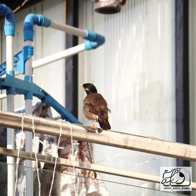 Common Myna