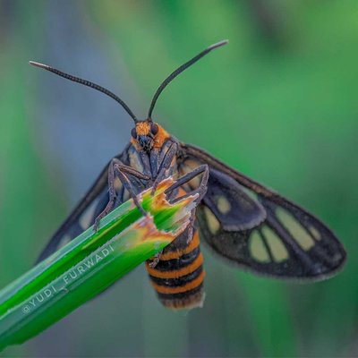 Amata huebneri