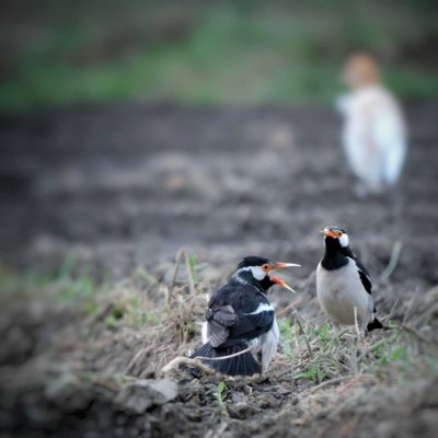 Indian Birds