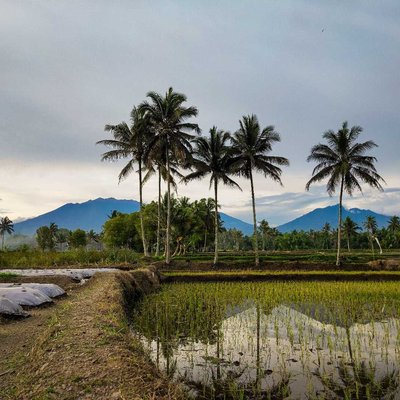 Suasana sejuk persawahan di kampung
