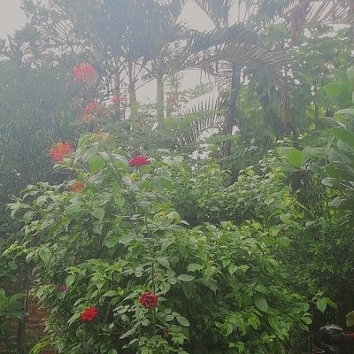 #My contry - Día de lluvia