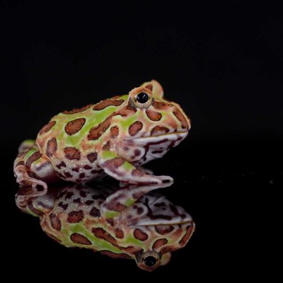 The Argentine horned frog
