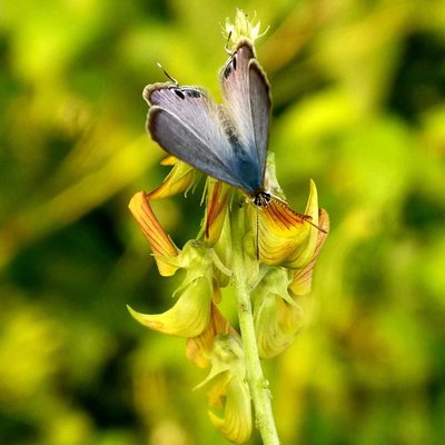 Lampides Boeticus