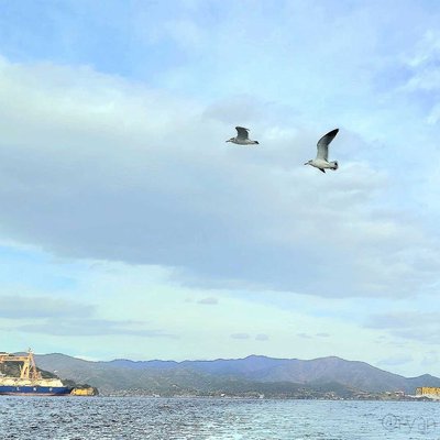 burung camar