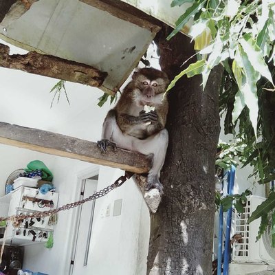 MONKEY EATING BANANA 🙉🙉🍌🍌