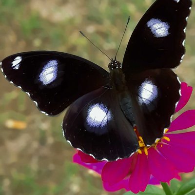 HYPOLIMNAS MISIPPUS