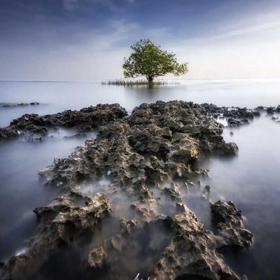 Lonely Tree at Tanjung Kemukem