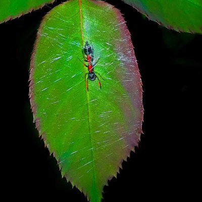 macro❣