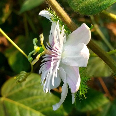 Rambusa Flower