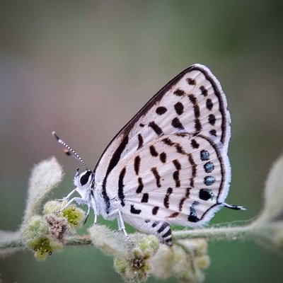 Butterfly #ColourfulWorld