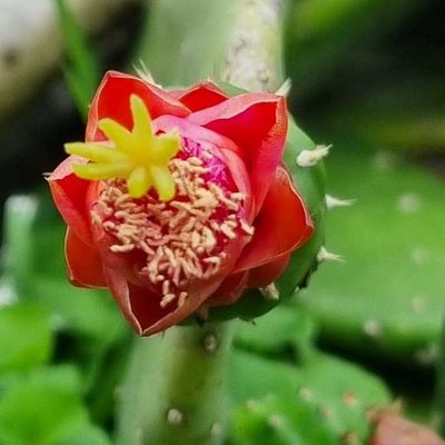 Flor de cactus