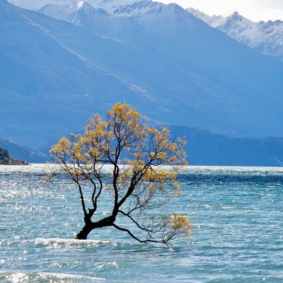 Wanaka Tree