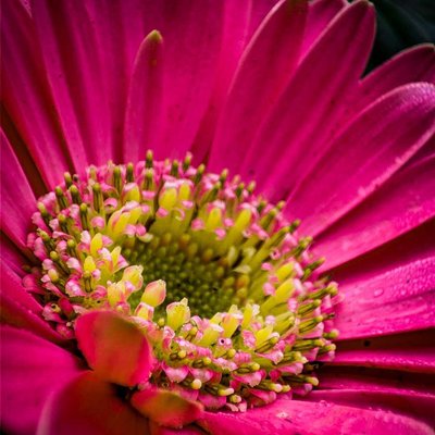Gerbera Jamesonii 🌸✨❣️ So beautiful flower 