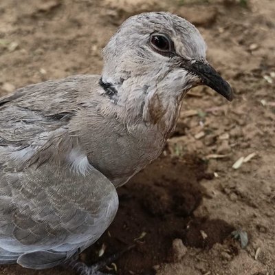Dove 🕊️