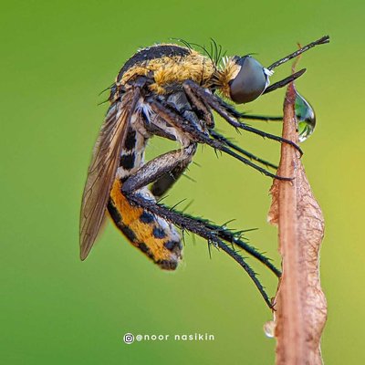 Toxophora ( Bongkok )