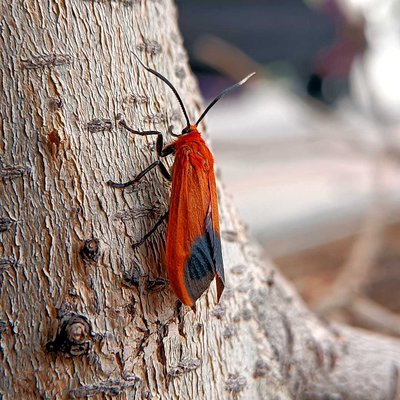 Tiger moths / red moths