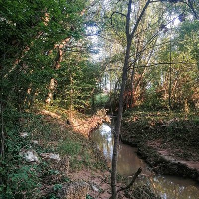 El Bosque Sonoro 💜
