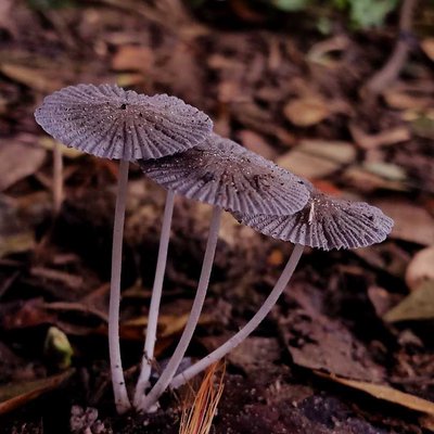 Jamur Pleated Inkcap