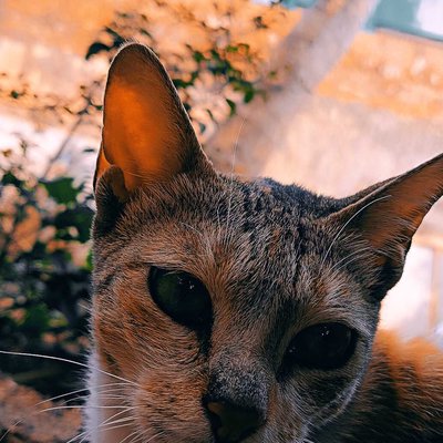 pet