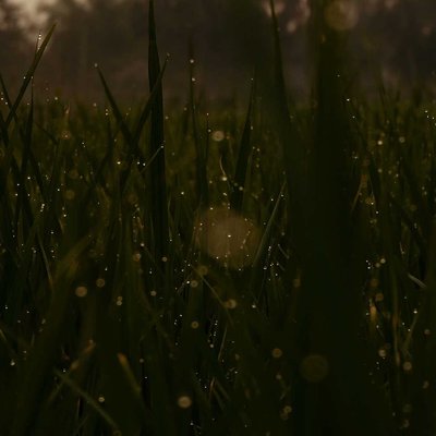 EVENING DEW💦💦