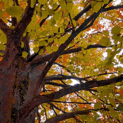 fall colors