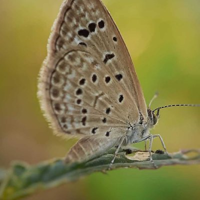 butterfly 🦋