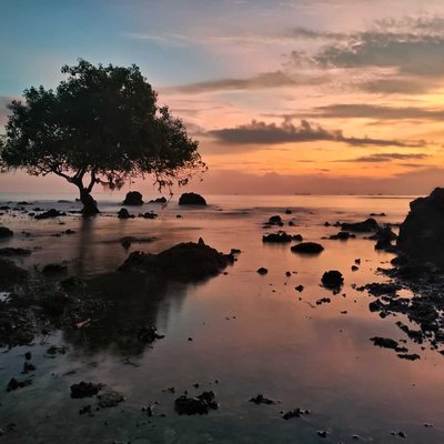 Pohon jomblo