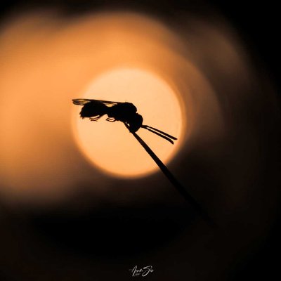 mobile macro photography 