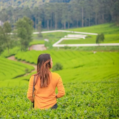 kebun teh pangalengan