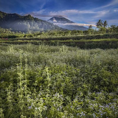 Pemandangan Pagi