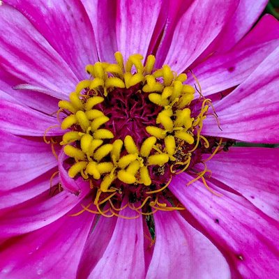 Macro