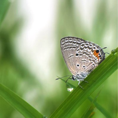 Luthrodes pandava