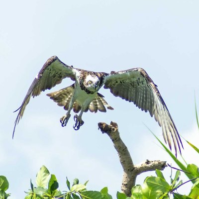 western osprey