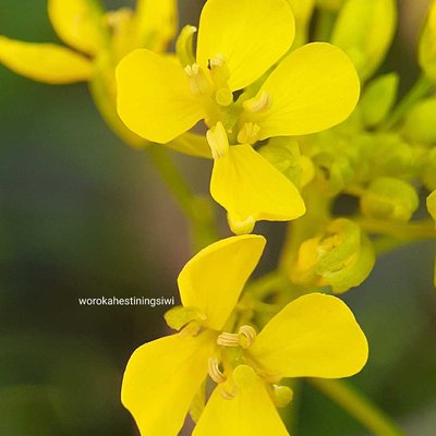 yellow flower
