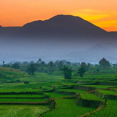 Morning atmosphere in foggy green rice fields