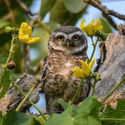Spotted owlet. 