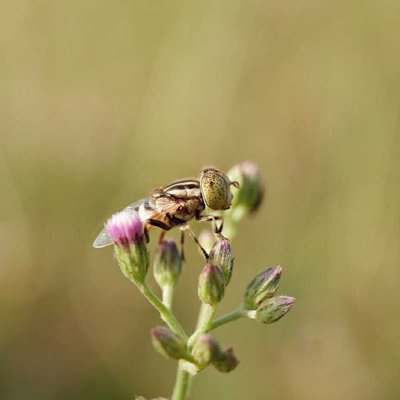 Hoverfly