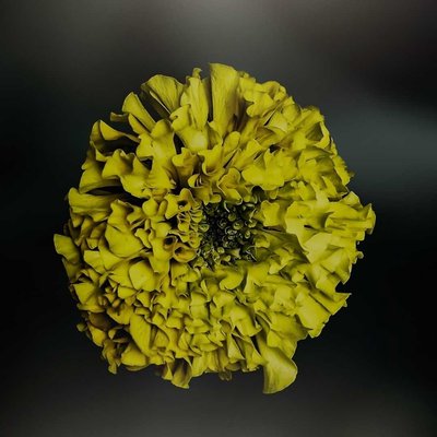 Yellow Marigold