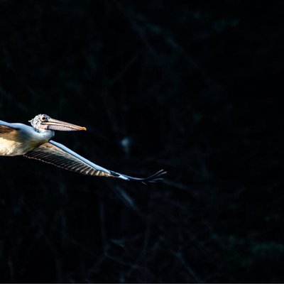 Pelican in flight! 