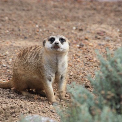 Suricatas / Meerkats