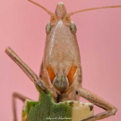 A grass hopper