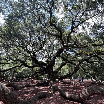 Angel Oak Tree