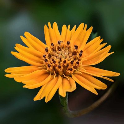 Bunga kuning Wedelia