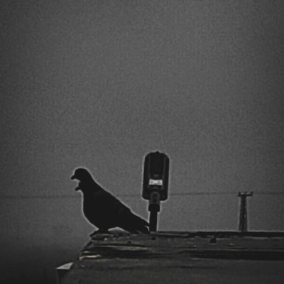 beautiful pigeon 🐦 pic in black and white