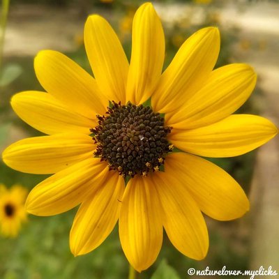 " Sunflower 🌻 in a Macro Portrait"