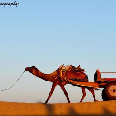 Desert Walk