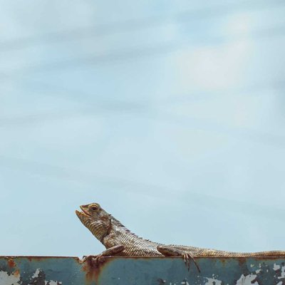 Close Up Shot of a Lizard 