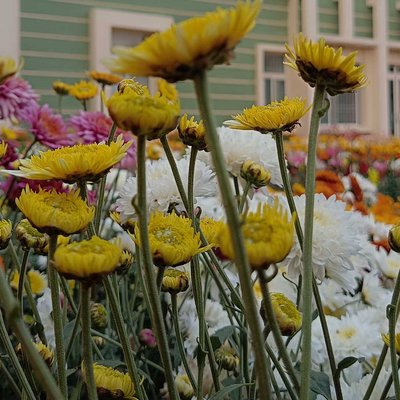 flowers🌸🌺🌻🌹🌷🌼💐
